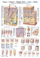 Huid-Haar-Nagels