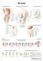 Knie