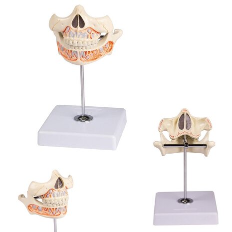 Anatomie model melkgebit, 5 jaar