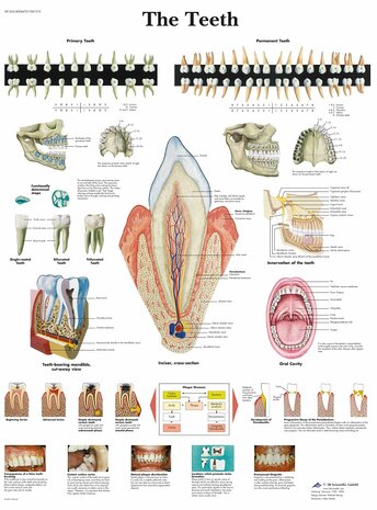 Anatomie poster gebit en tanden (gelamineerd, 50x67 cm) + ophangsysteem