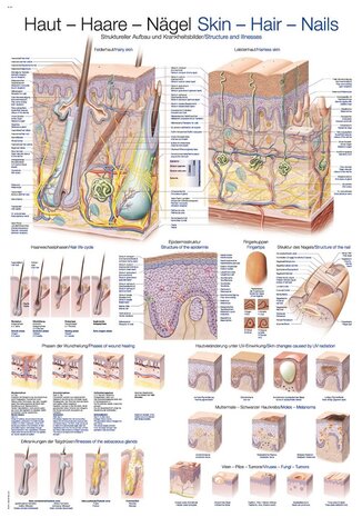 Anatomie poster huid, haar en nagels (papier, 50x70 cm) + ophangsysteem