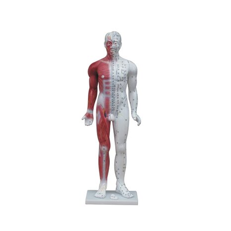 Acupunctuur en meridianen model (man, 80 cm)