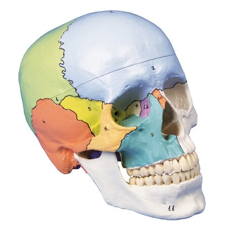Anatomie model schedel didactisch genummerd (3-delig)