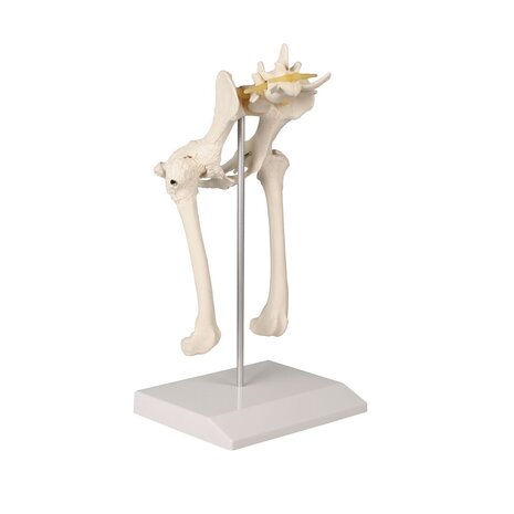 Anatomie model heup en bekken hond, 18x14x28 cm