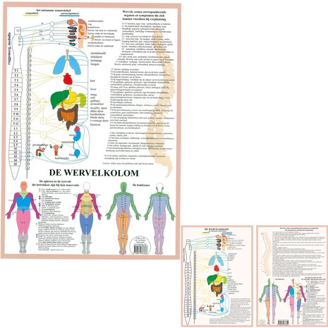 Anatomie poster vegetatief zenuwstelsel (Nederlands, gelamineerd, A2 + A4)