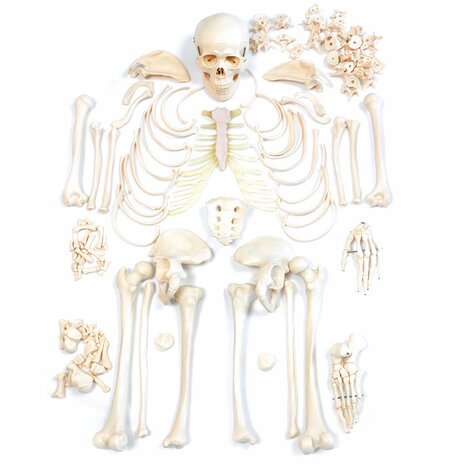 Anatomie model menselijk skelet, ongemonteerd