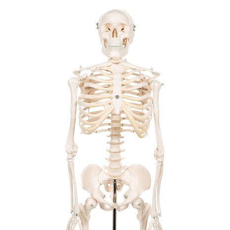 Anatomie model menselijk skelet, 80 cm