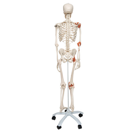 Anatomie model menselijk skelet met ligamenten, 177 cm