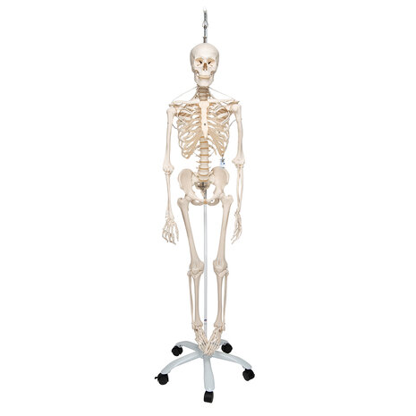 Anatomie model menselijk skelet, hangend, flexibel, 177 cm