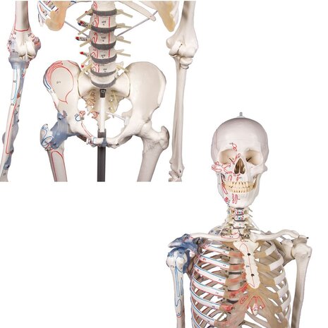 Anatomie model menselijk skelet met origo en insertie van spieren en ligamenten, flexibel, 176 cm