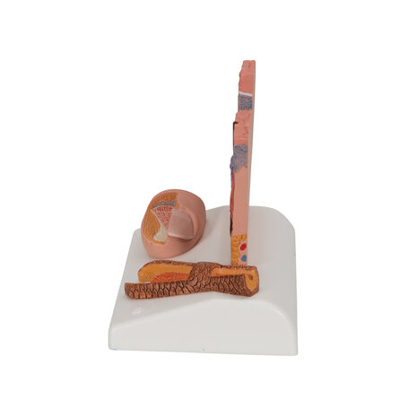 Anatomie model huid, 10x13x14 cm