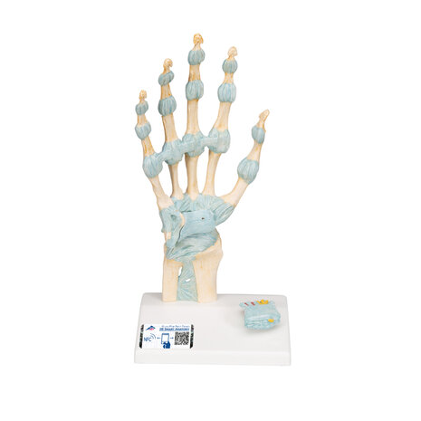 Anatomie model hand en pols met ligmenten en carpale tunnel