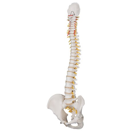 Anatomie model wervelkolom, 74 cm