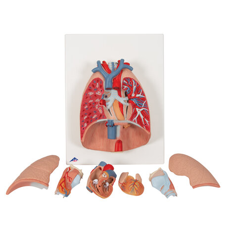 Anatomie model longen, hart en strottenhoofd (7-delig, 41x31x12 cm)