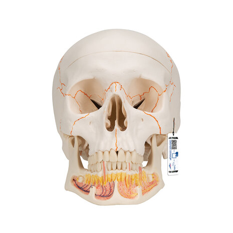 Anatomie model schedel met open onderkaak, 3-delig