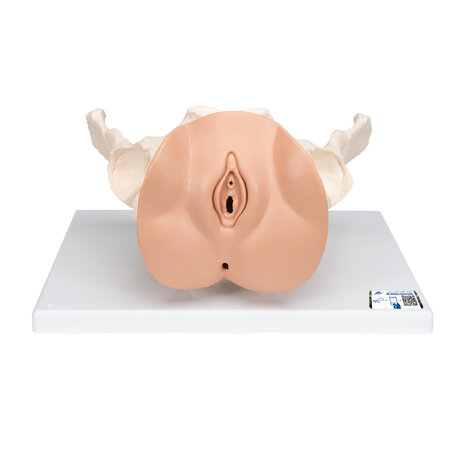 Anatomie model bekken vrouw met genitali&euml;n, 3-delig