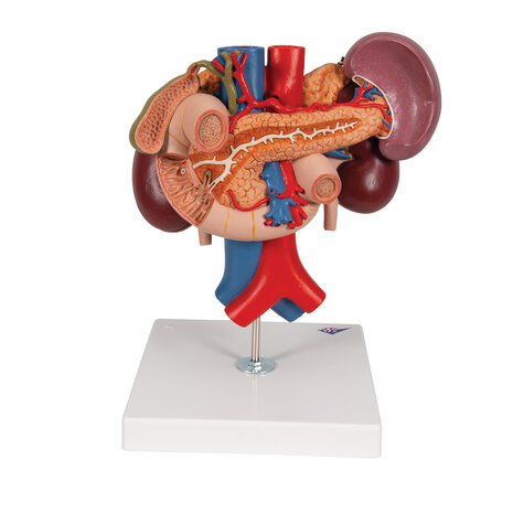 Anatomie model (bij)nieren, alvleesklier, galblaas, dunne darm, milt