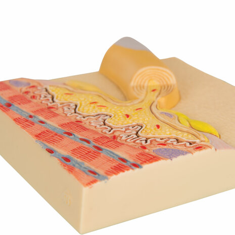 Anatomie model motorische eindplaat (12x12x3 cm)