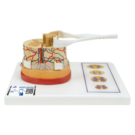 Anatomie model ruggenmerg