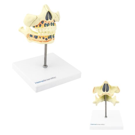 Anatomie model tanden en kiezen van een melkgebit