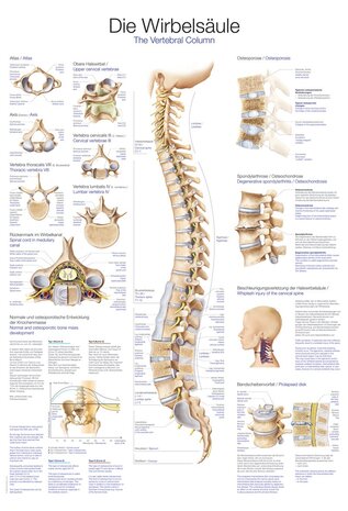 Anatomie poster wervelkolom (kunststof-folie, 70x100 cm)