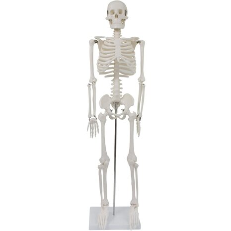Anatomie model menselijk skelet, 87 cm