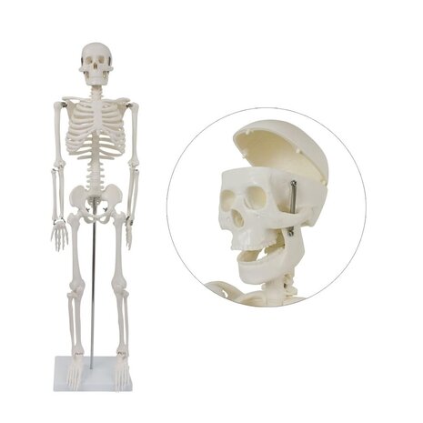 Anatomie model menselijk skelet, 87 cm