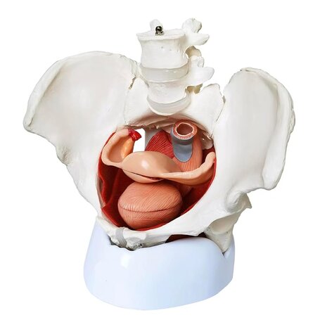 Anatomie model bekken, bekkenbodemspieren en organen, vrouw, 25x25x15 cm