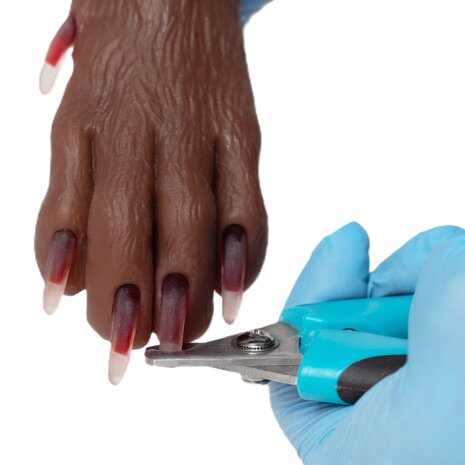 Anatomie model hond, nagels trimmen