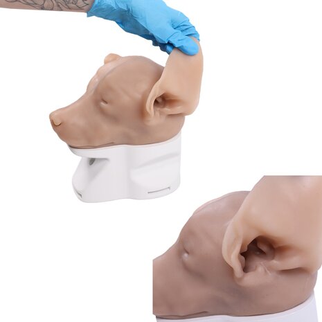 Anatomie model hond, otoscopie simulator