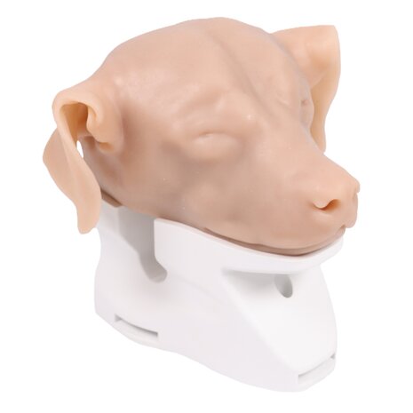 Anatomie model hond, otoscopie simulator