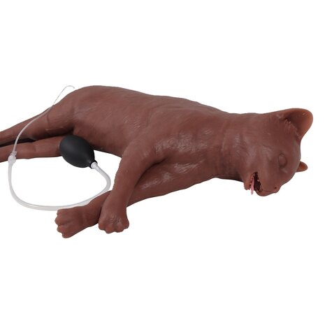 Anatomie model kat, reanimatiepop &quot;CaPpeR&quot;