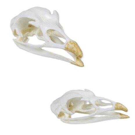 Anatomie model schedel van een kalkoen