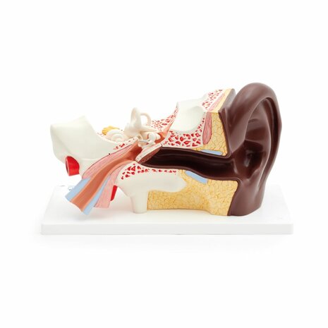 Anatomie model oor (donker), 4-delig, 34x16x19 cm