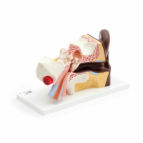 Anatomie model oor (donker), 4-delig, 34x16x19 cm