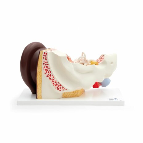 Anatomie model oor (donker), 4-delig, 34x16x19 cm