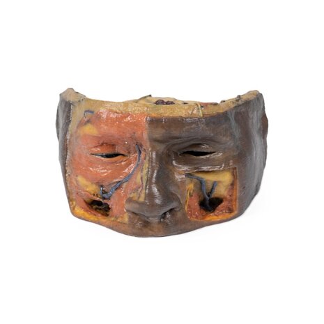 3D Anatomie Serie - bovenste oogkas