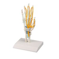 Anatomie model hand en pols met pezen, zenuwen en carpaaltunnel