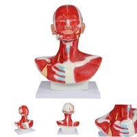 Anatomie model hoofd-, nek- en borstspieren
