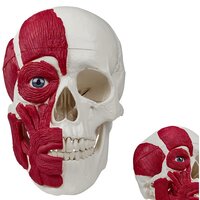 Anatomie model schedel met spieren (3-delig)
