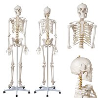 Anatomie model menselijk skelet (180 cm)