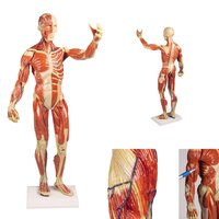 Anatomie model spieren, 62 cm