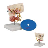 Anatomie model zintuigen