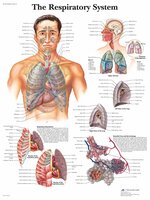 Anatomie poster ademhaling (gelamineerd, 50x67 cm) + ophangsysteem