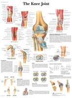 Anatomie poster kniegewricht (gelamineerd, 50x67 cm) + ophangsysteem