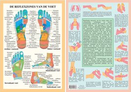 Anatomie poster voetreflexologie (Nederlands, gelamineerd, A4)
