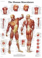 Anatomie poster spieren (Engels, gelamineerd, 50x67 cm)