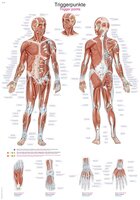 Anatomie poster triggerpoints (Duits/Engels/Latijn, kunststof-folie, 70x100 cm)