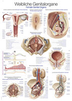 Anatomie poster vrouwelijke geslachtsorganen (Duits/Engels, kunststof-folie, 70x100 cm)