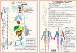 Anatomie poster vegetatief zenuwstelsel (Nederlands, gelamineerd, A4)